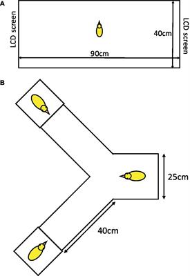 Valproate Exposure in ovo Attenuates the Acquisition of Social Preferences of Young Post-hatch Domestic Chicks